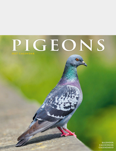 Pigeons Luxury 2026 2027 Calandar